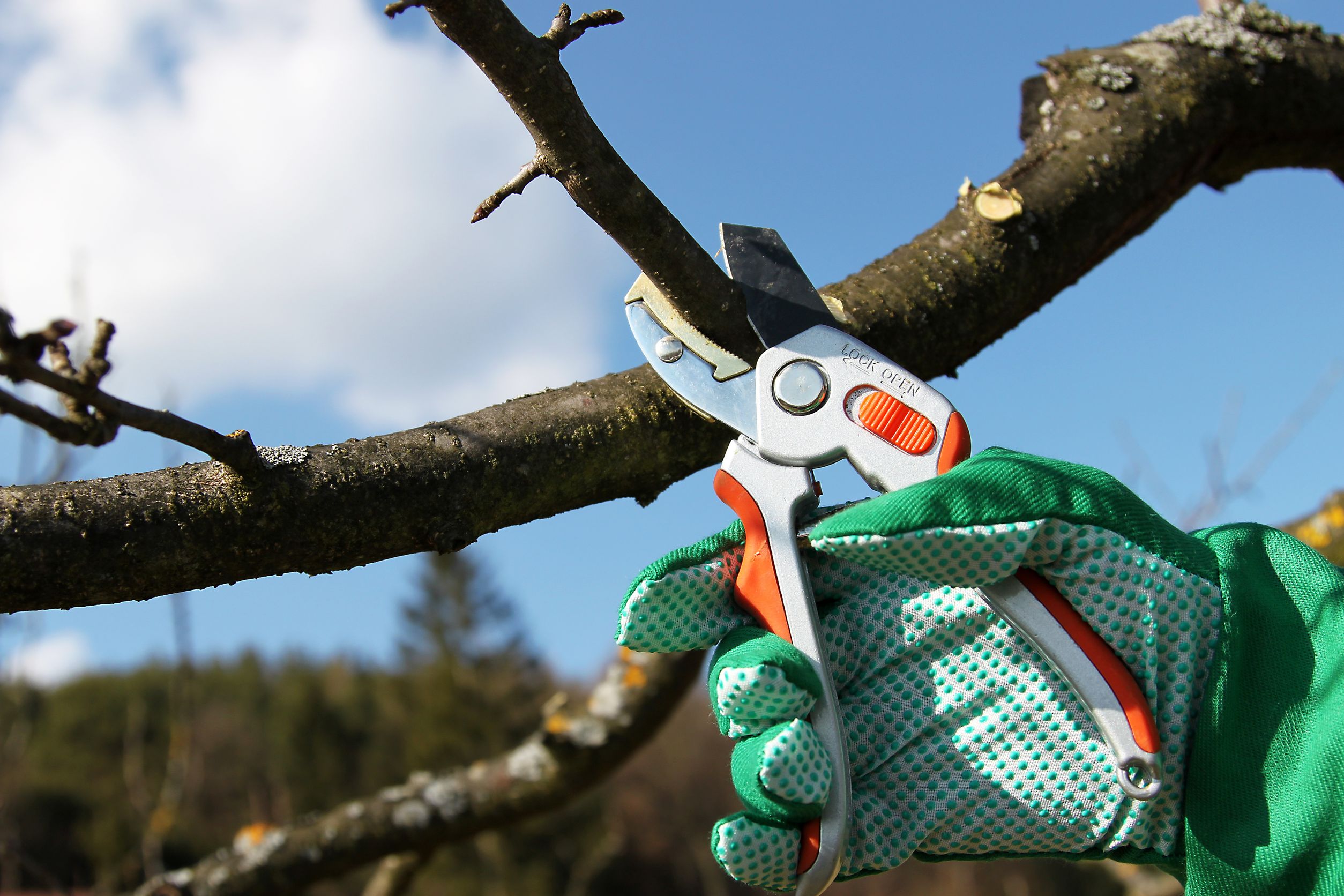 Reasons for Hiring Professional Tree Removal Services