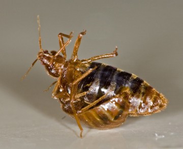 Bed Bug Treatments for Sydney – How To Prevent Infestations In The Home