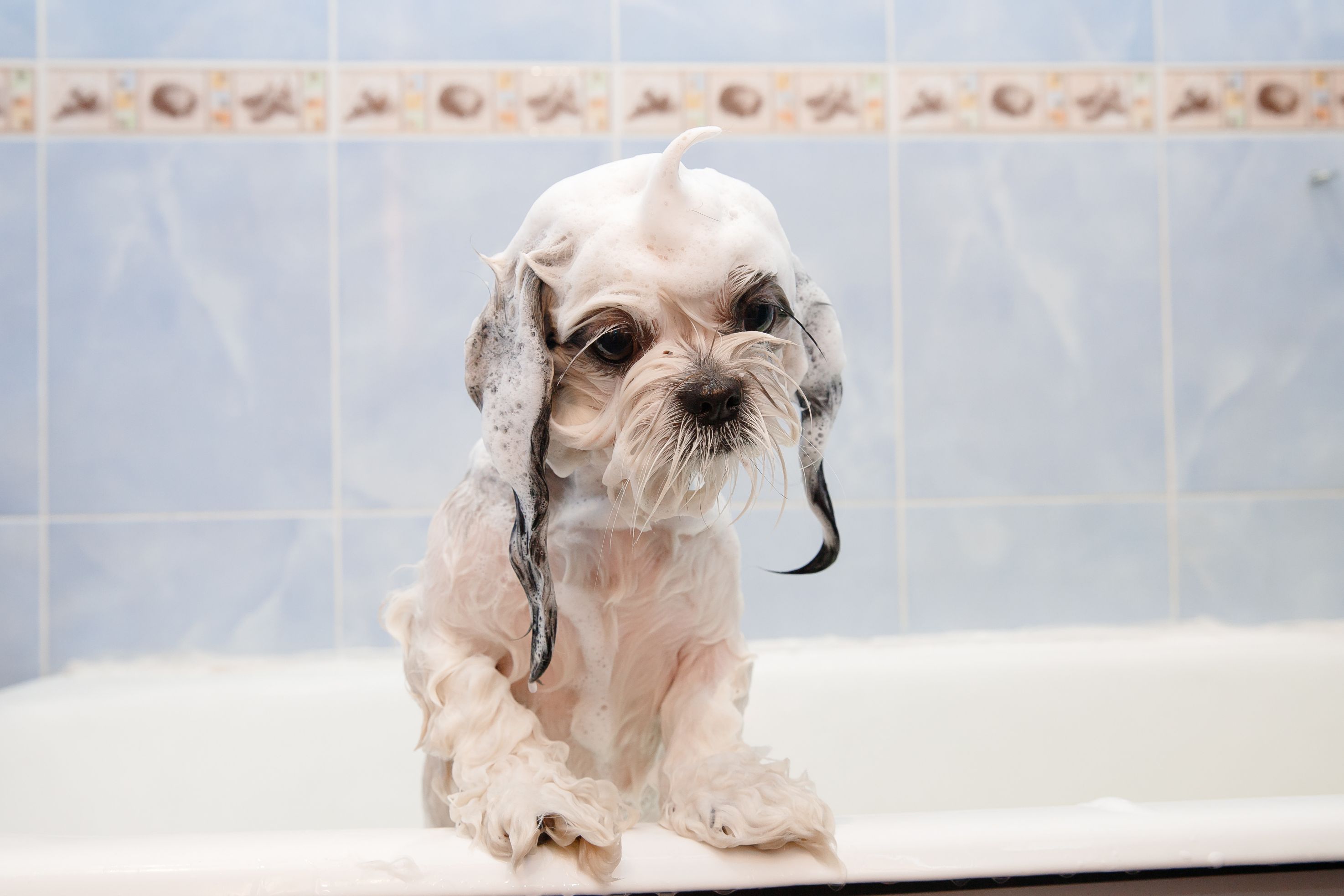 Reliable Pet Grooming in Melbourne, VIC