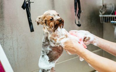 Exceptional Dog Grooming Services in Melbourne VIC – A Pampered Pooch Experience