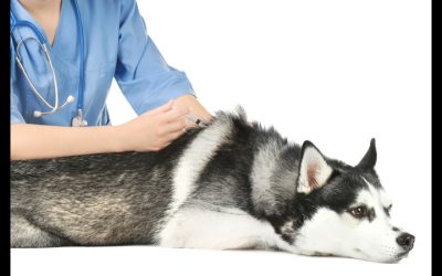 Choosing Vet Burwood: A Guide to Outstanding Pet Care