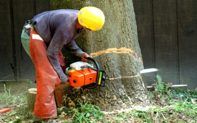 Prevent Hazards with Emergency Stump Removal Services Bowral NSW Homeowners Need
