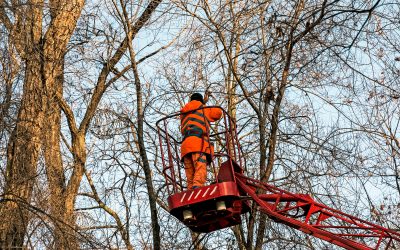 Tree Health Solutions From an Arborist Central Coast NSW Residents Trust Every Season