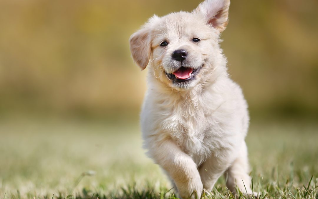 Transform Your Pet’s Day with Dog Wash in Hoppers Crossing Magic